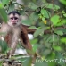 monkey_capuchin_whitefronted_la_h_0683_ecu2658.jpg